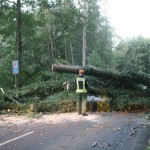Über 50 Jahre alter Baum stürzt quer über die K42
