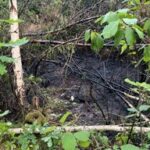 Waldbrand zwischen Esterholz und Uelzen