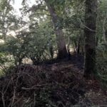 Waldbrand - Brennt Unterholz in Stederdorf